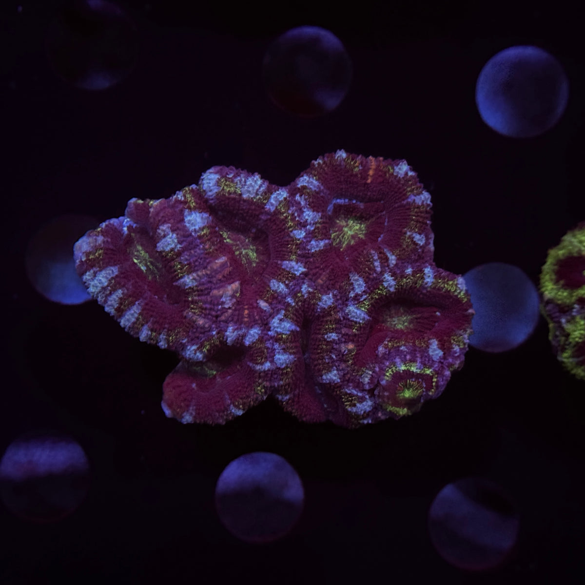 Purple/Green Acan Lord