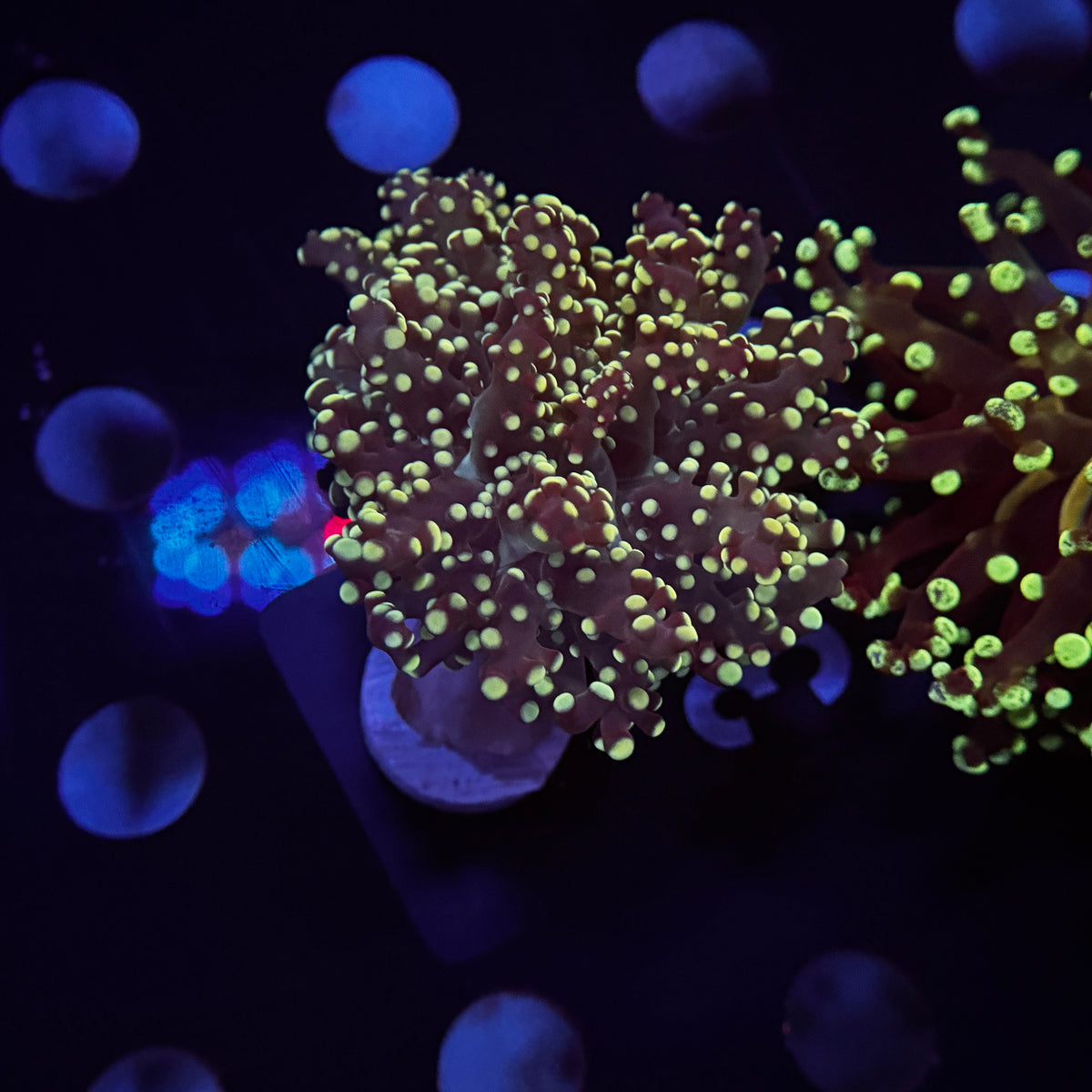 Mix Green Frogspawn
