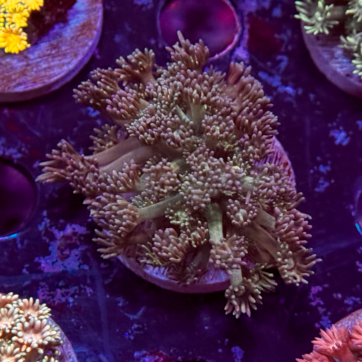 Rainbow Goniopora