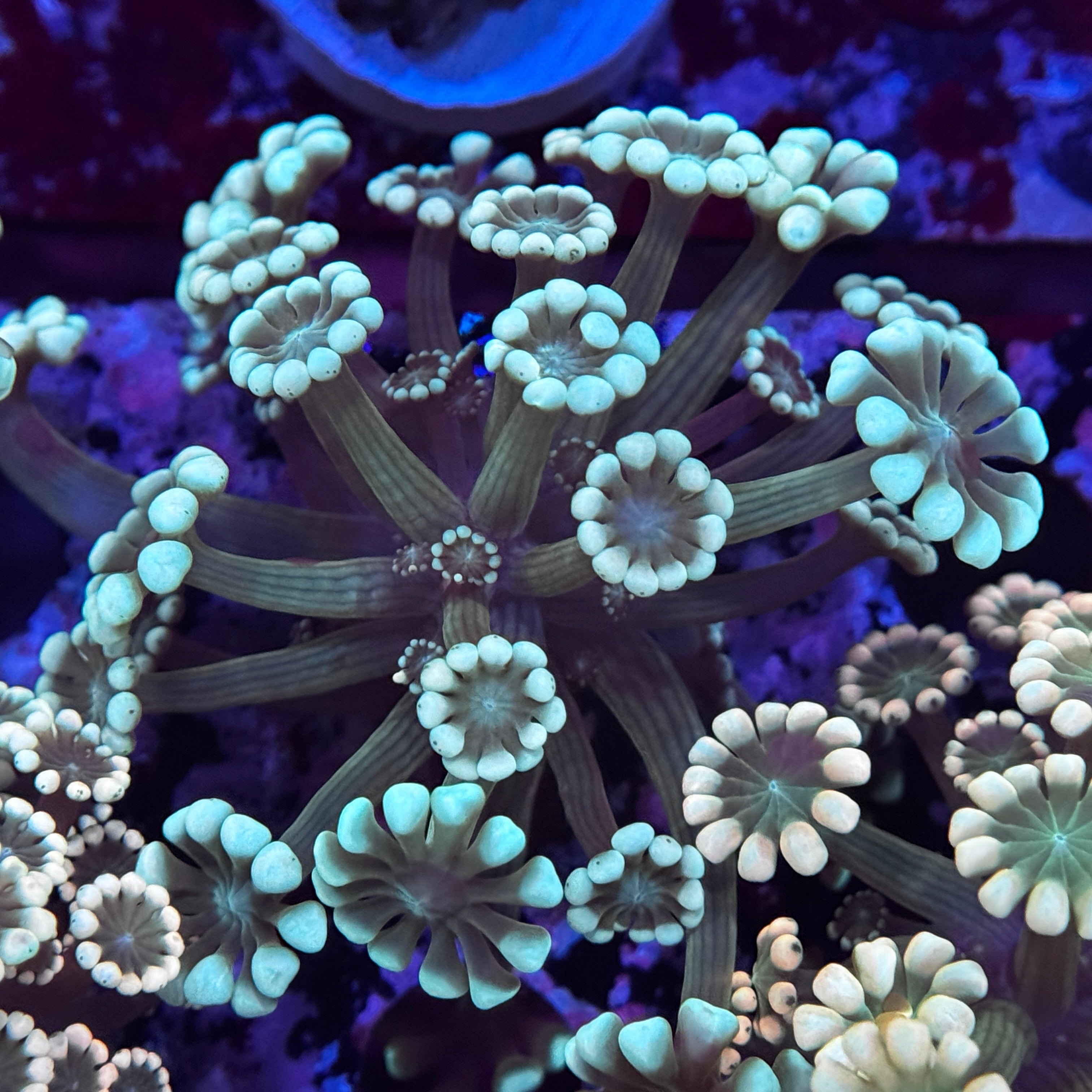 Mint Alveopora