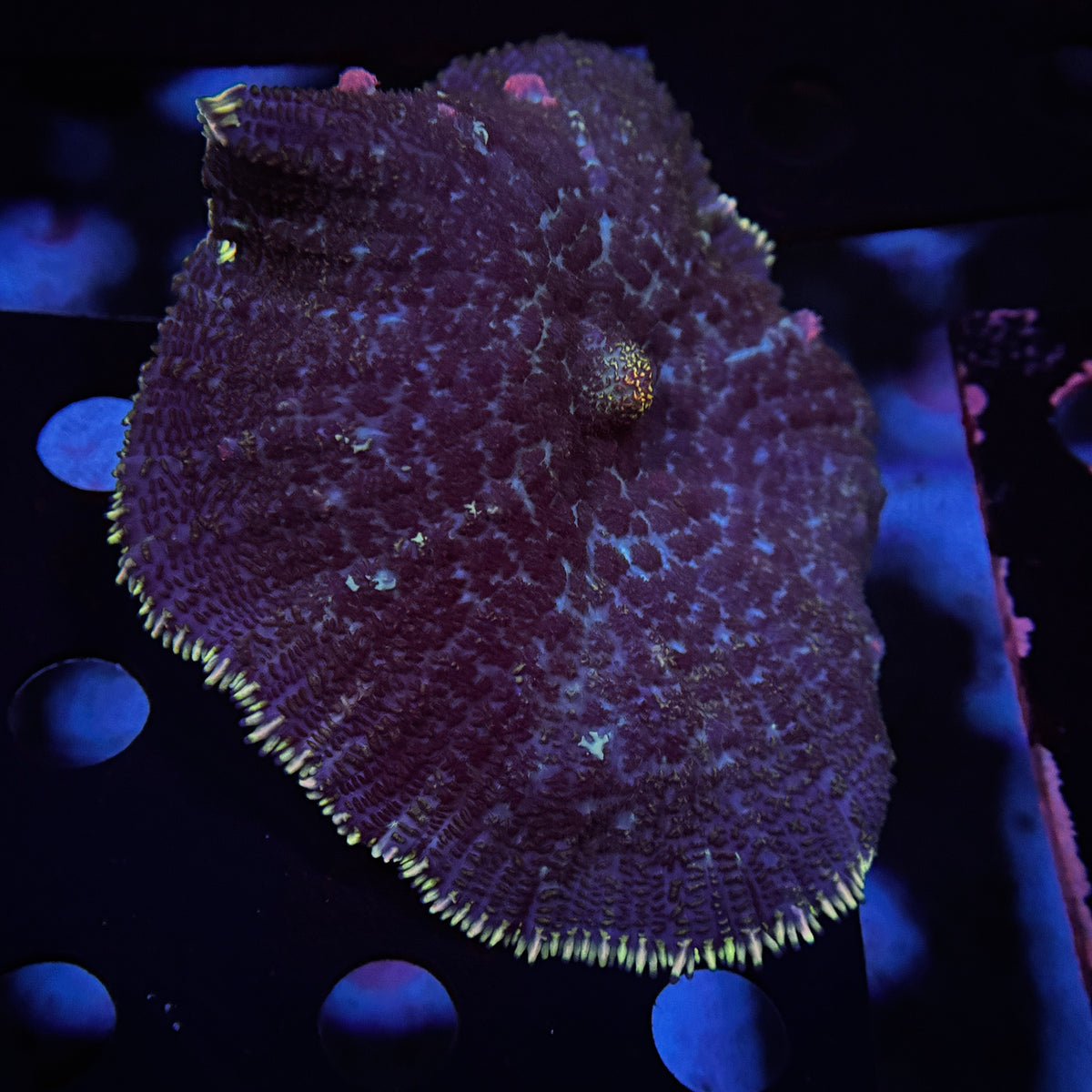 Ultra Bounce Bloodlust Rhodactus