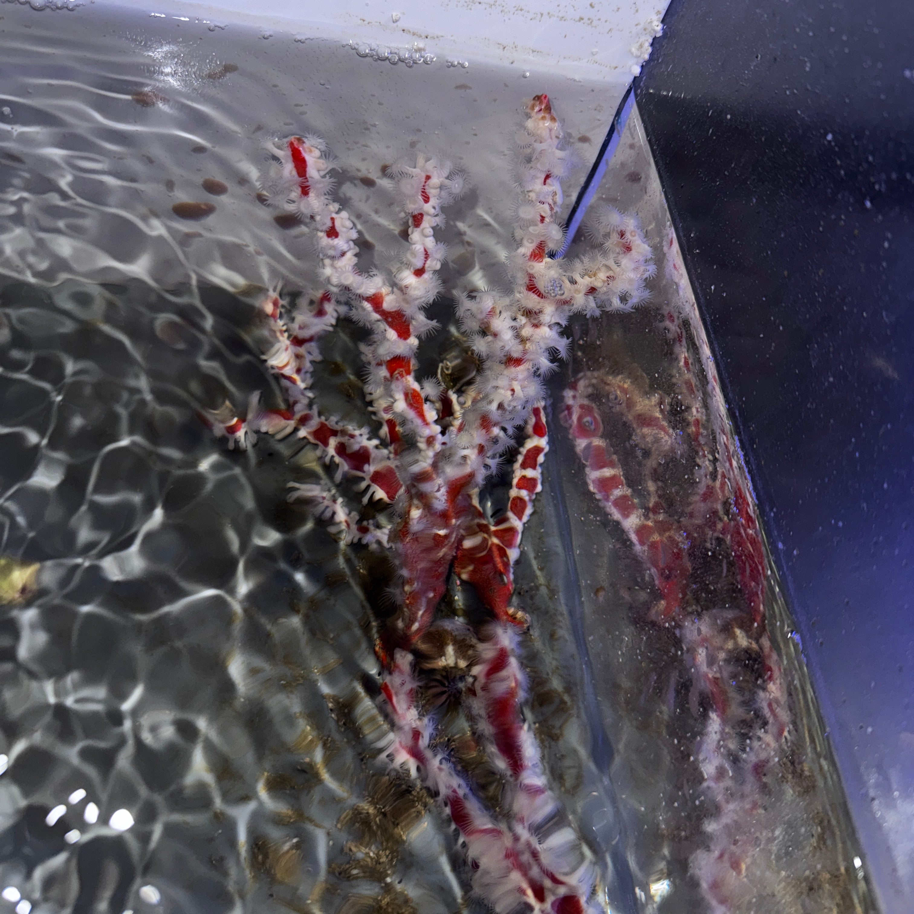 Australian Spider Sponge