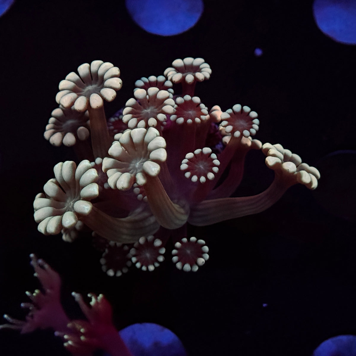 Rainbow Alveopora