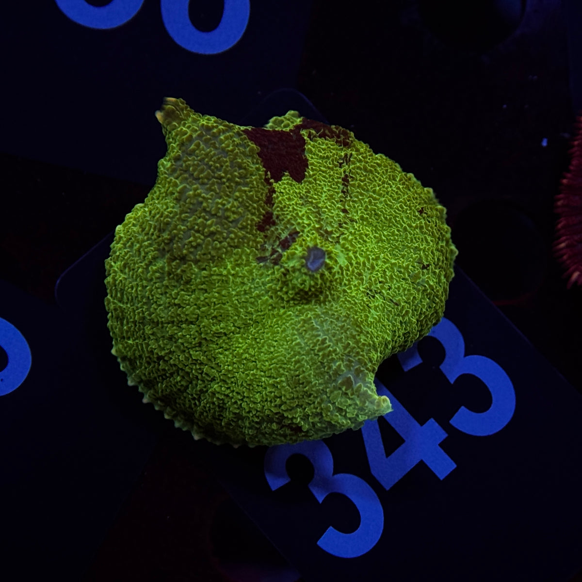 Kryptonite Rhodactus Mushroom
