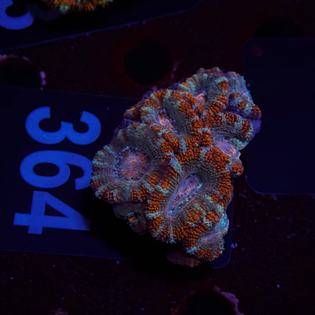Rainbow Red Acan Lord