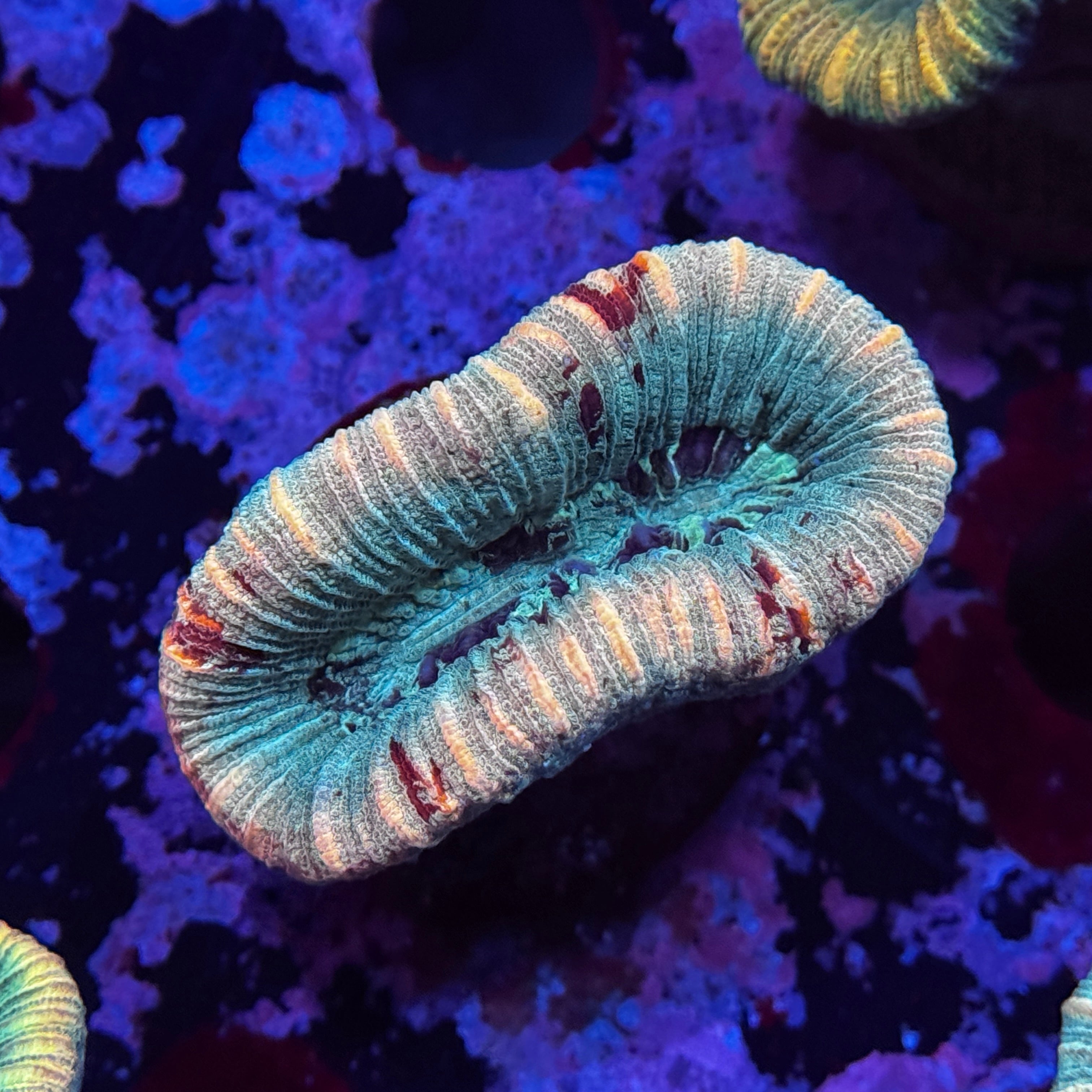 Rainbow Mini Trachy