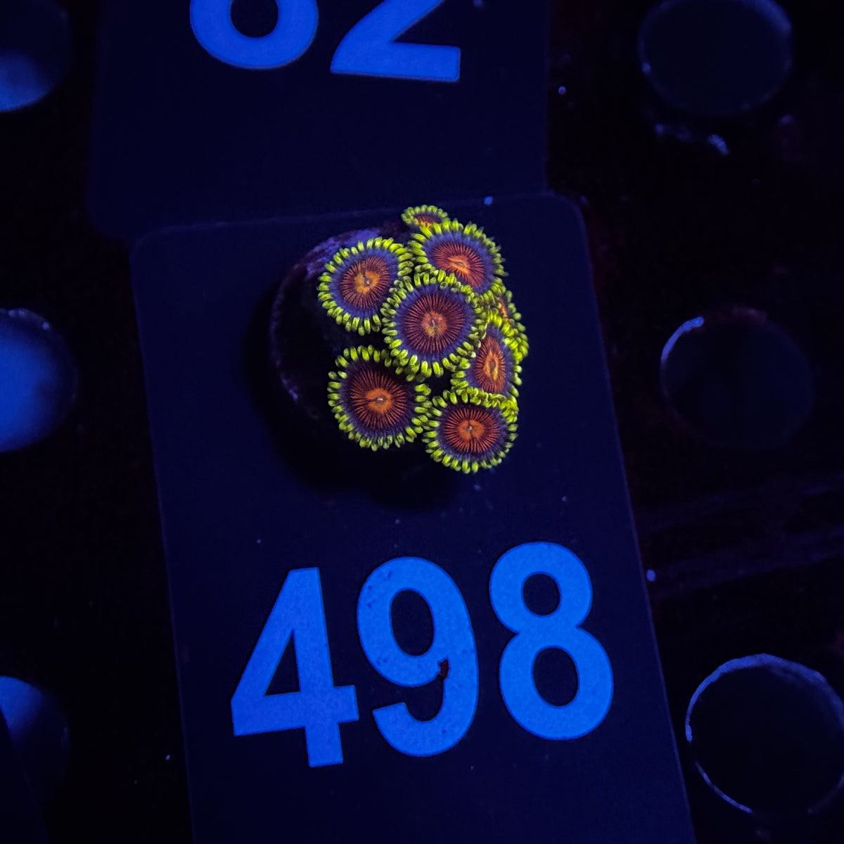 Zoanthids
