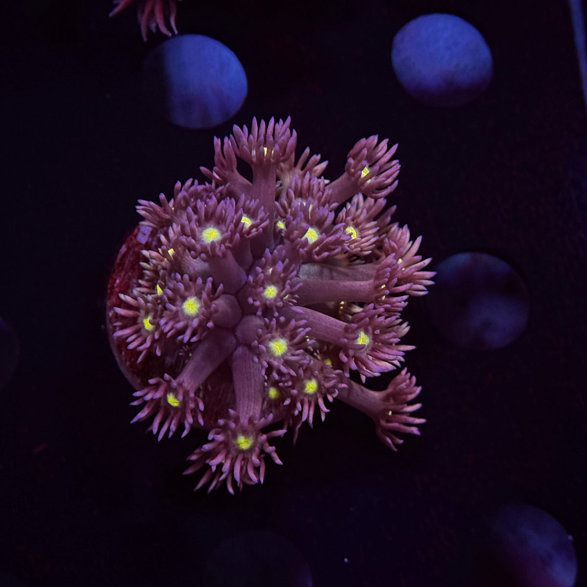 Yellow Eye Purple Goniopora