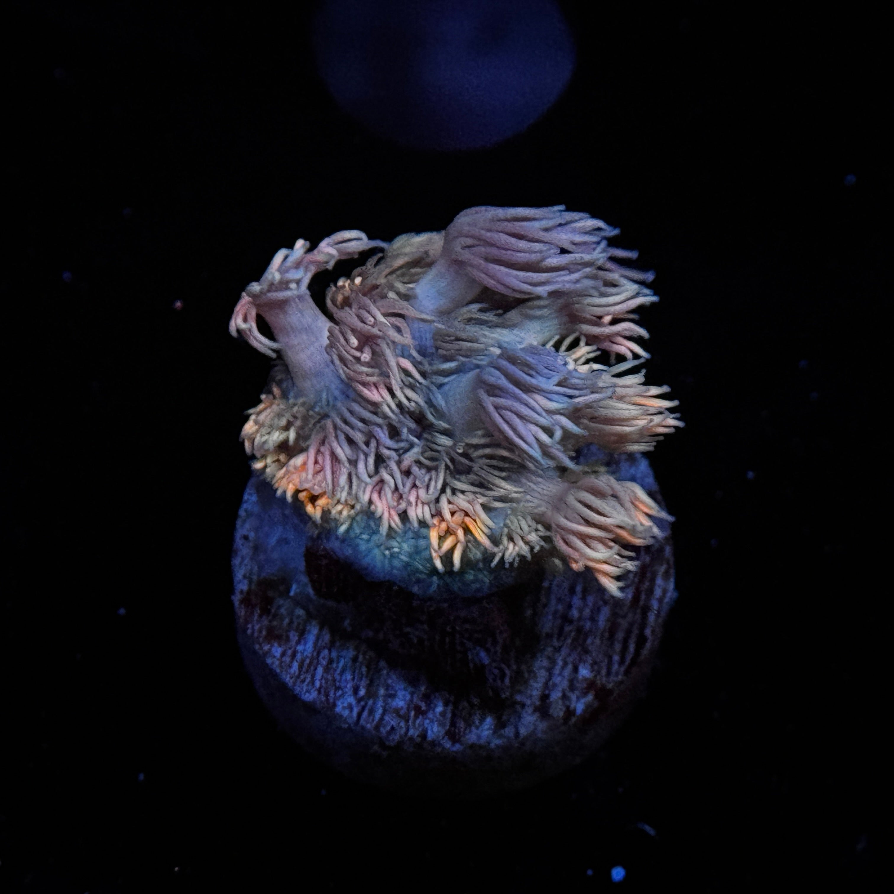 Rainbow Goniopora