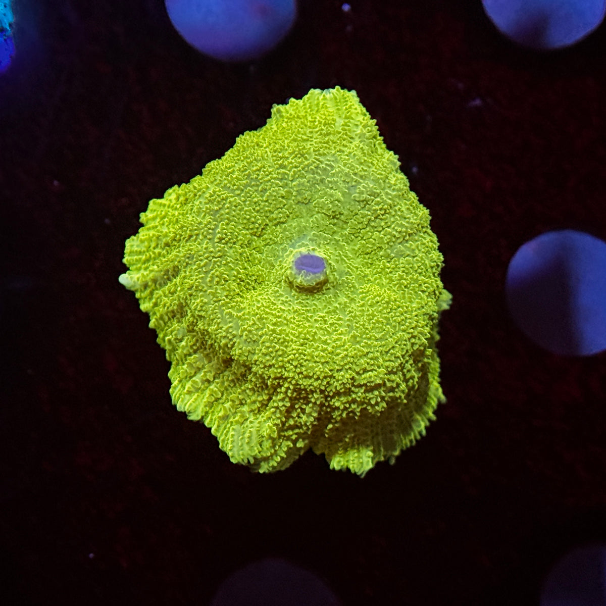 Neon Green Rhodactus Mushroom