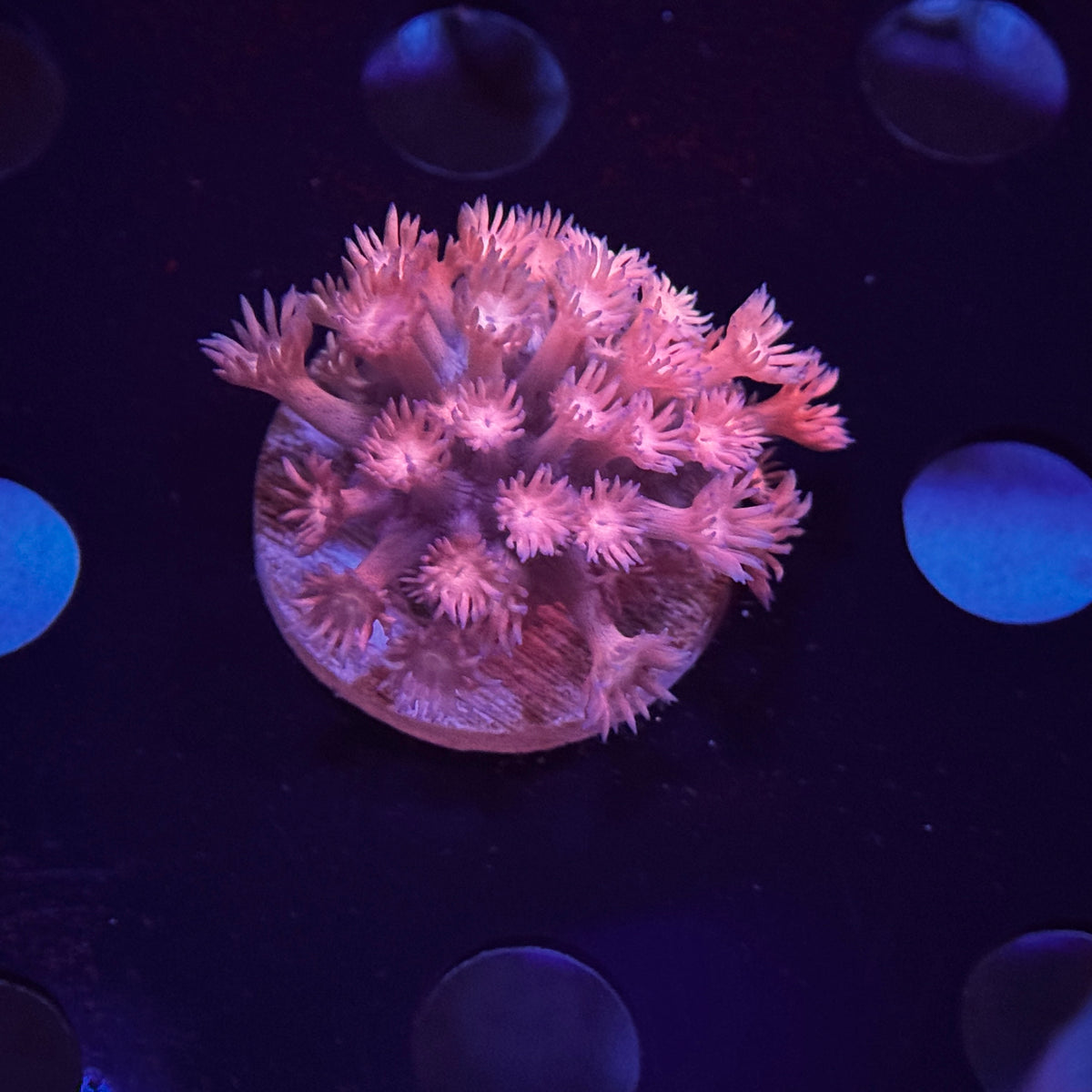 Pink Goniopora