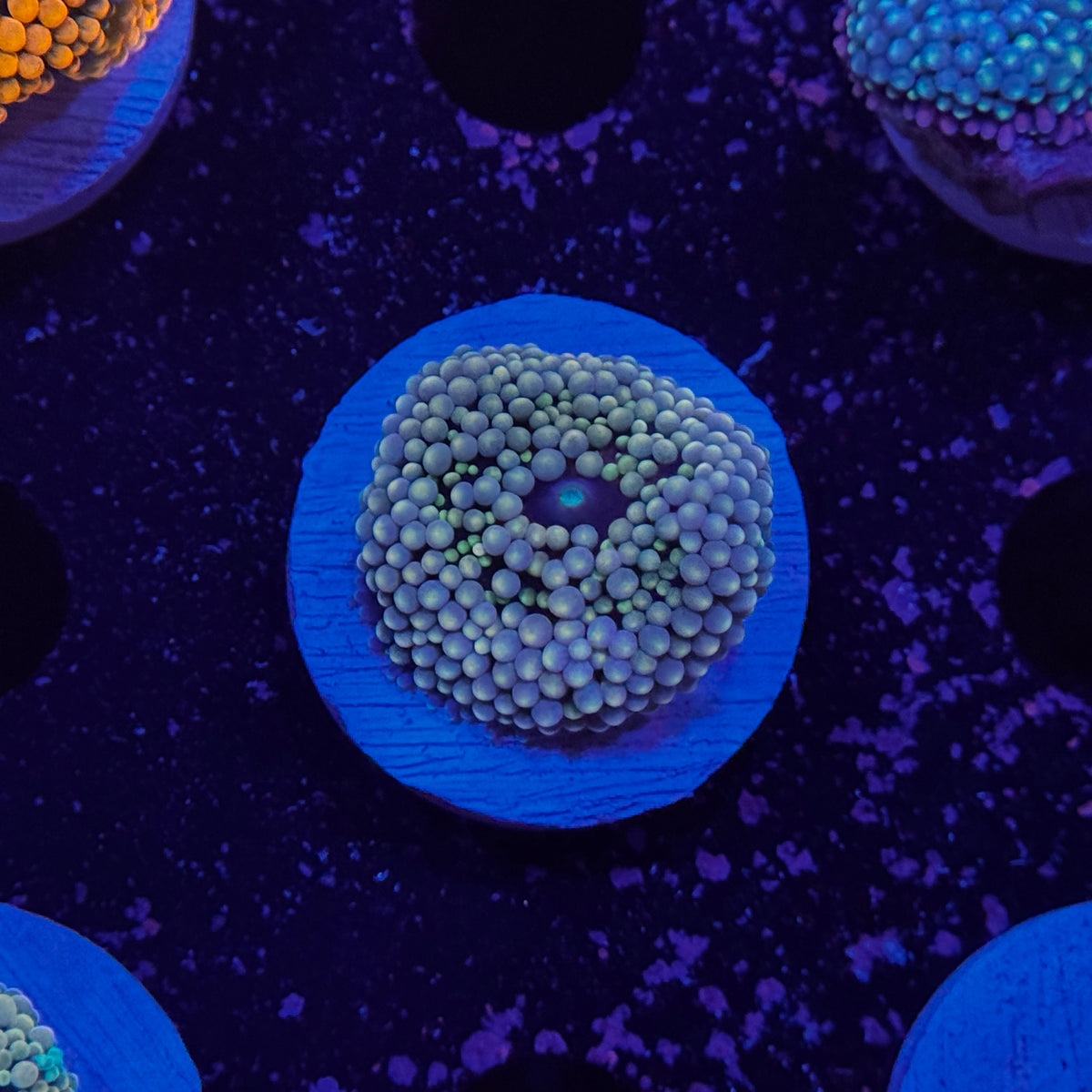 Rainbow Ricordea Mushroom
