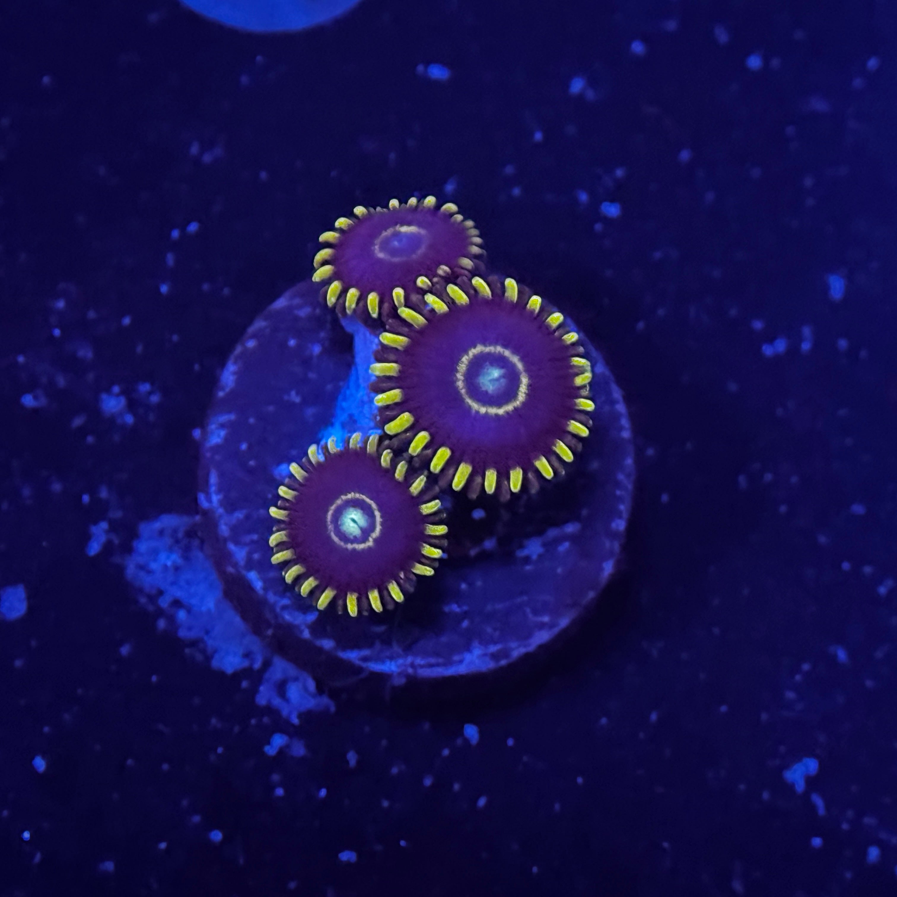 Blue Hornet Zoanthids