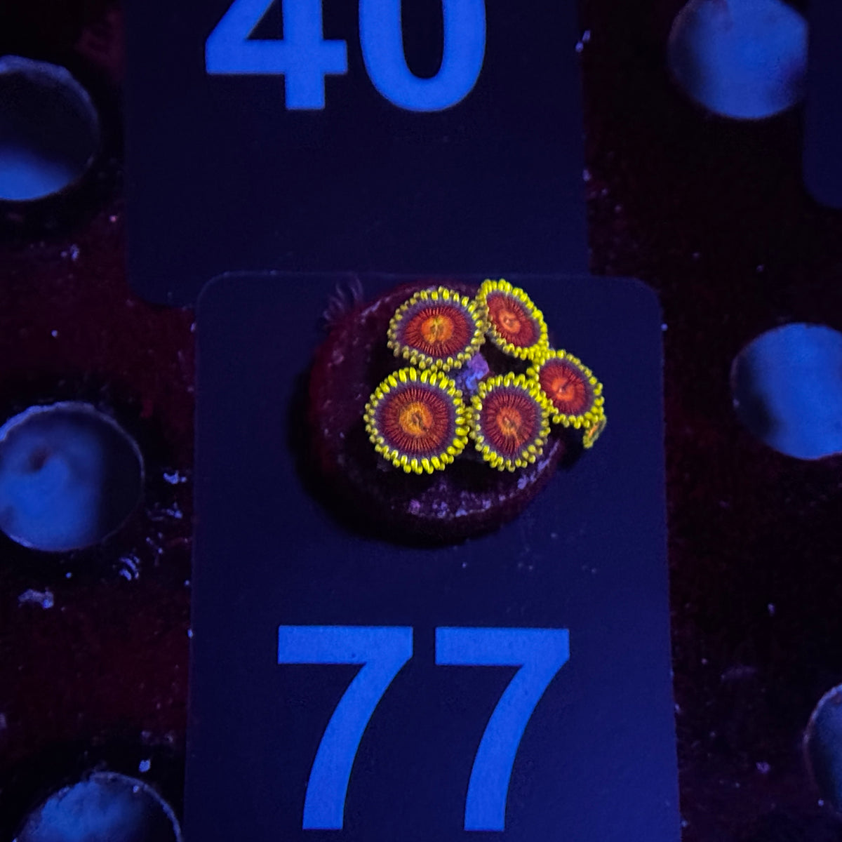 Zoanthids