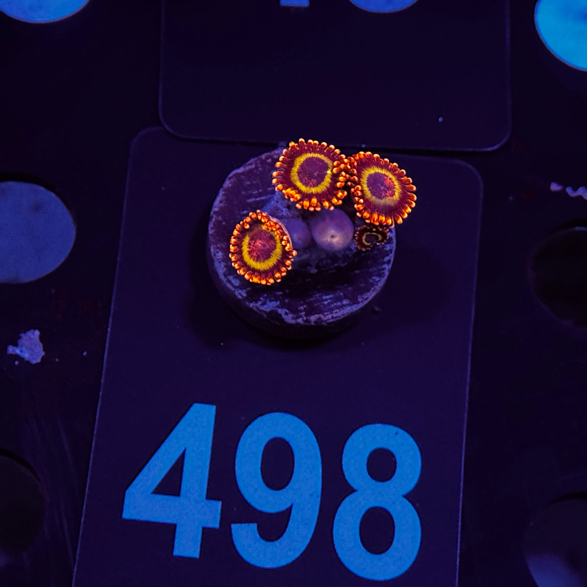 Fruit Loop Zoanthids