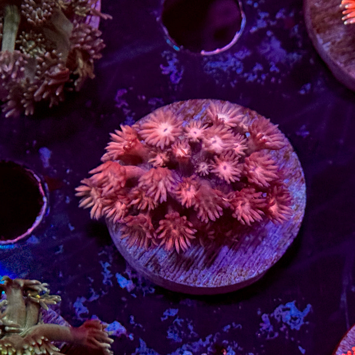 Pink Panther Goniopora