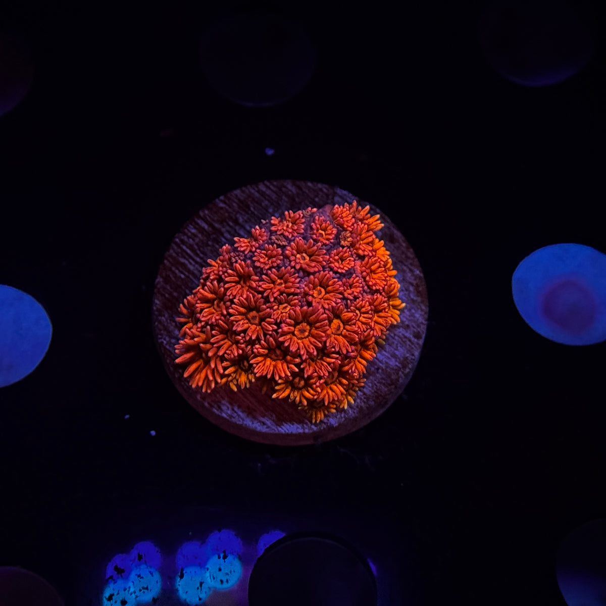 Red Goniopora