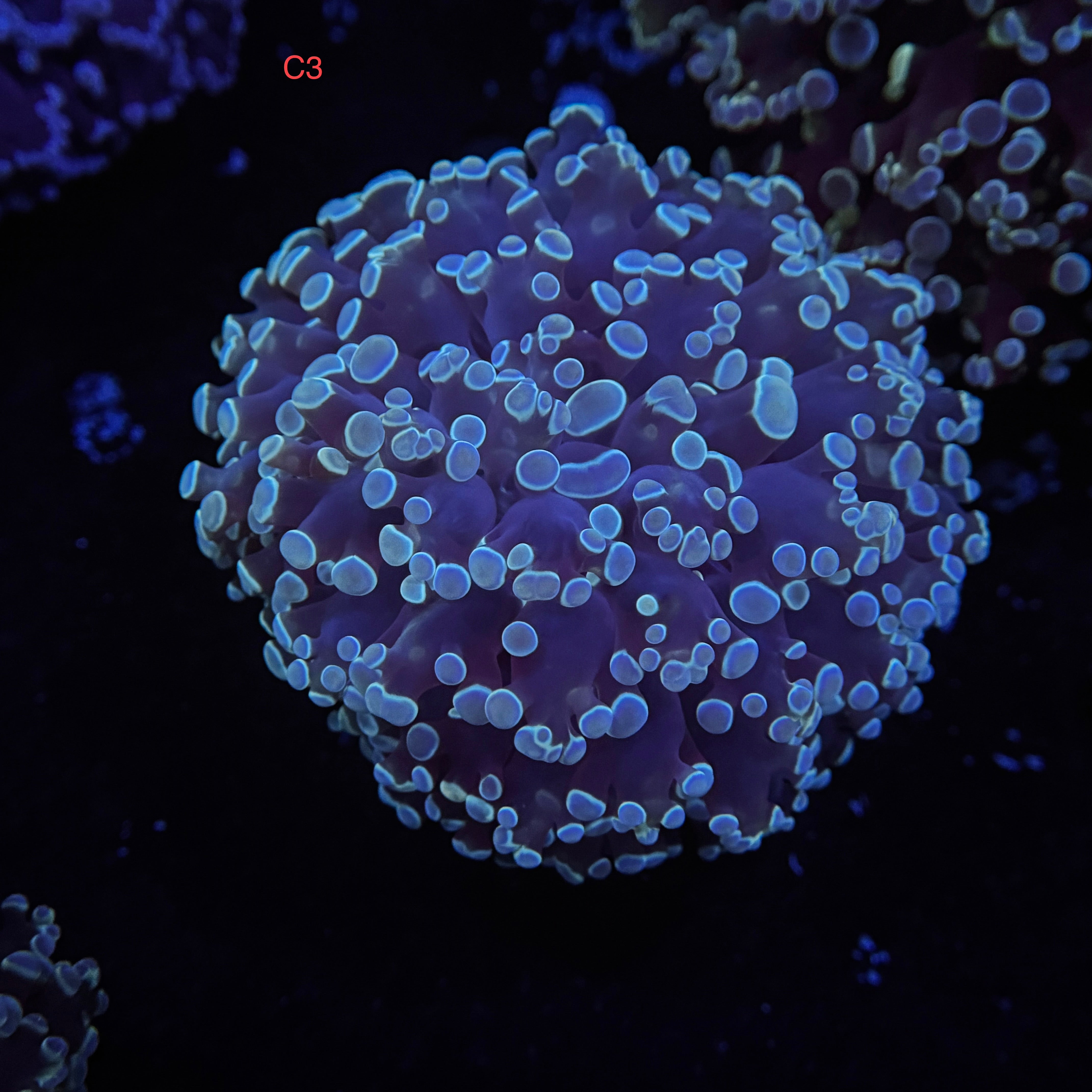 Blue Kingspawn