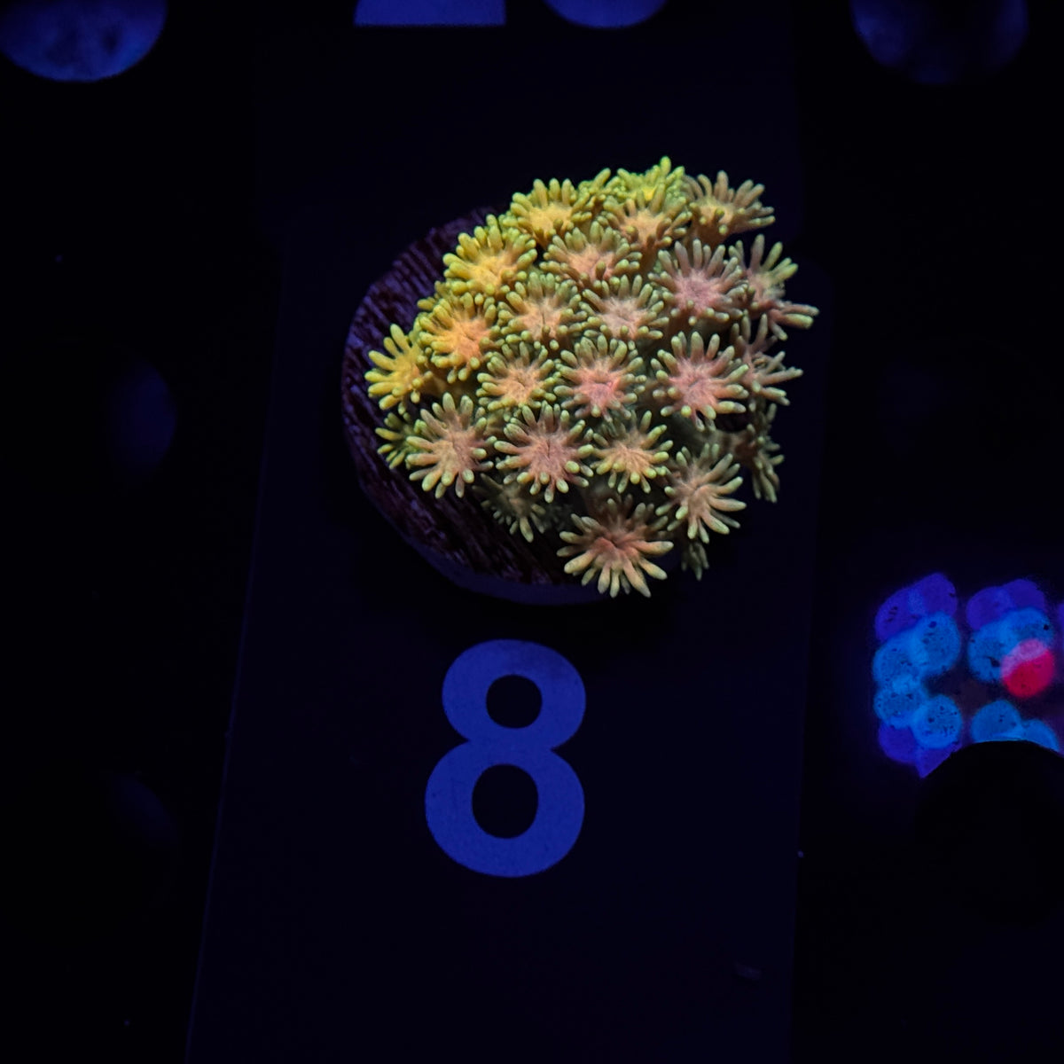 Angelic Sprite Goniopora