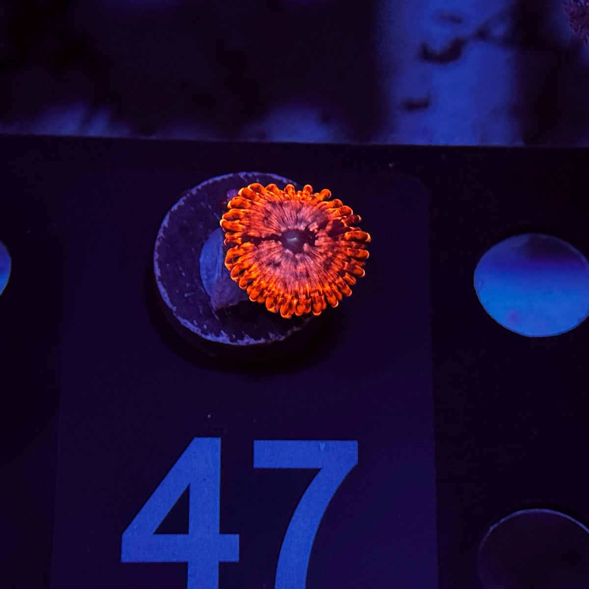 Utter Chaos Zoanthid