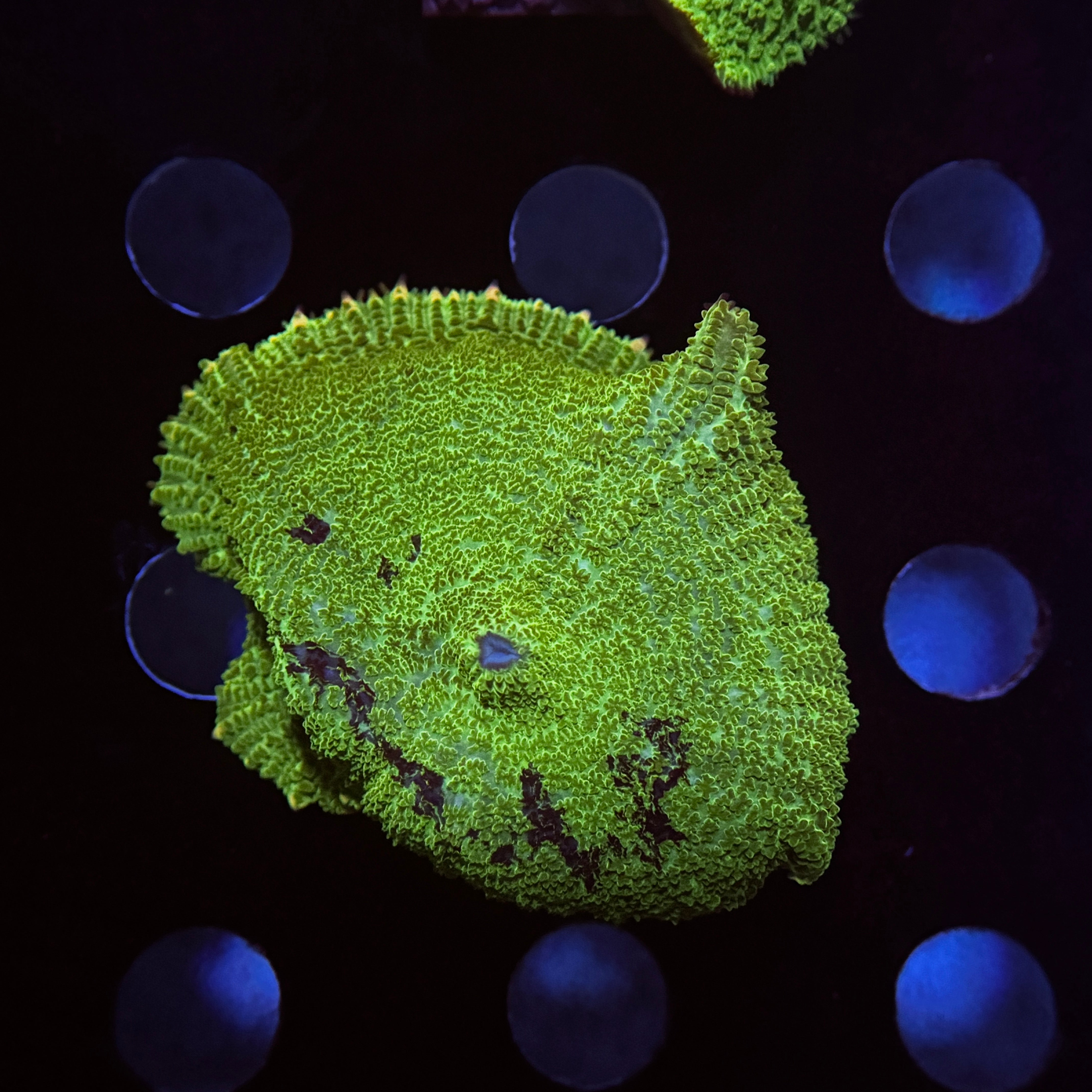 Neon Kryptonite Rhodactus