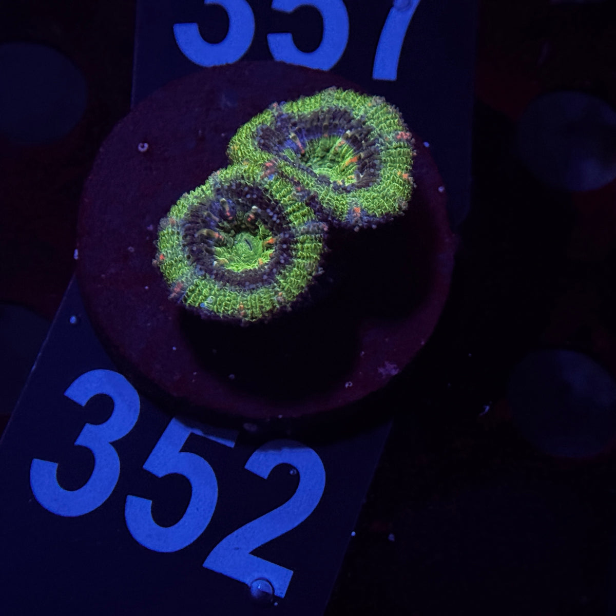 Green Machine Acan Lord
