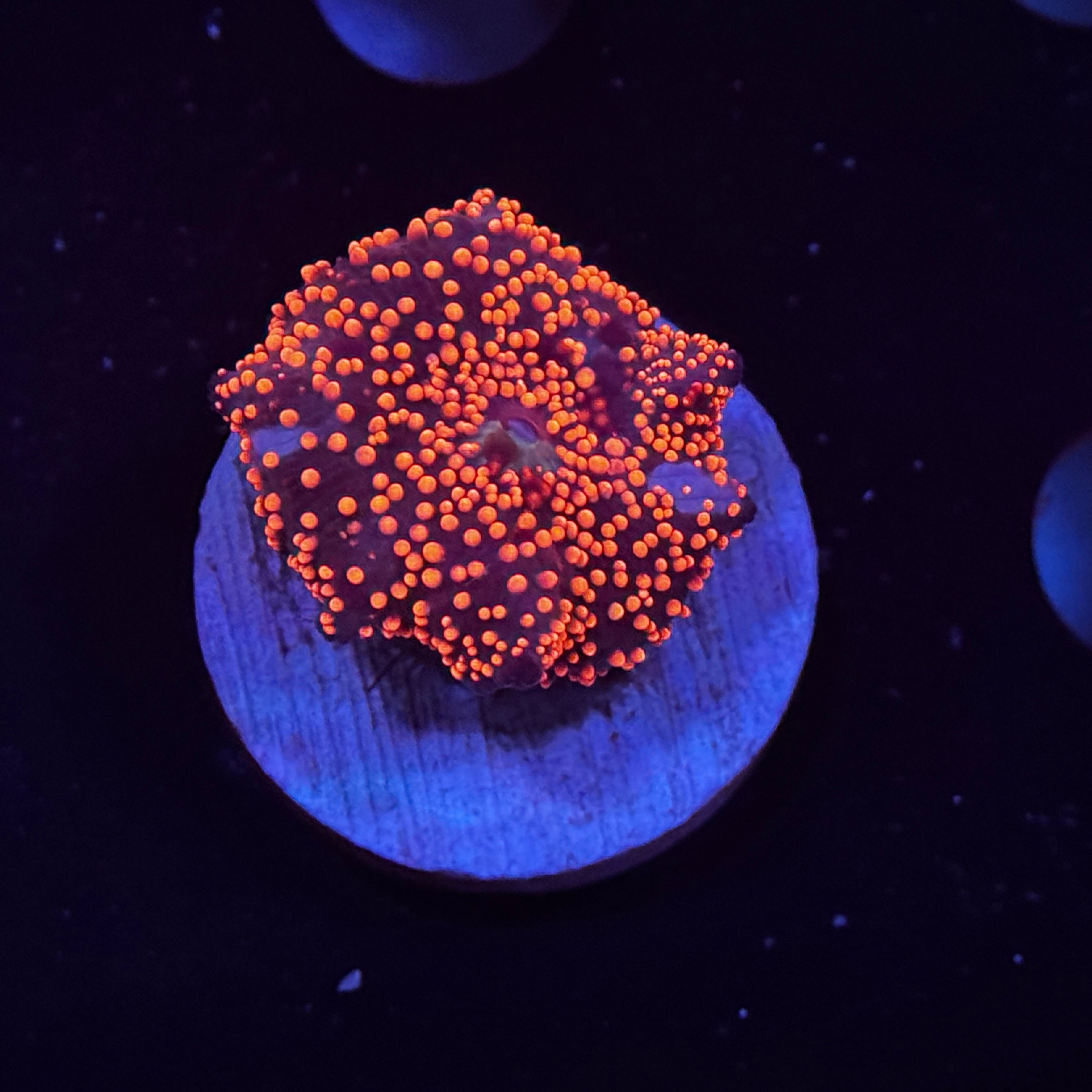 Pink Interstellar Mushroom