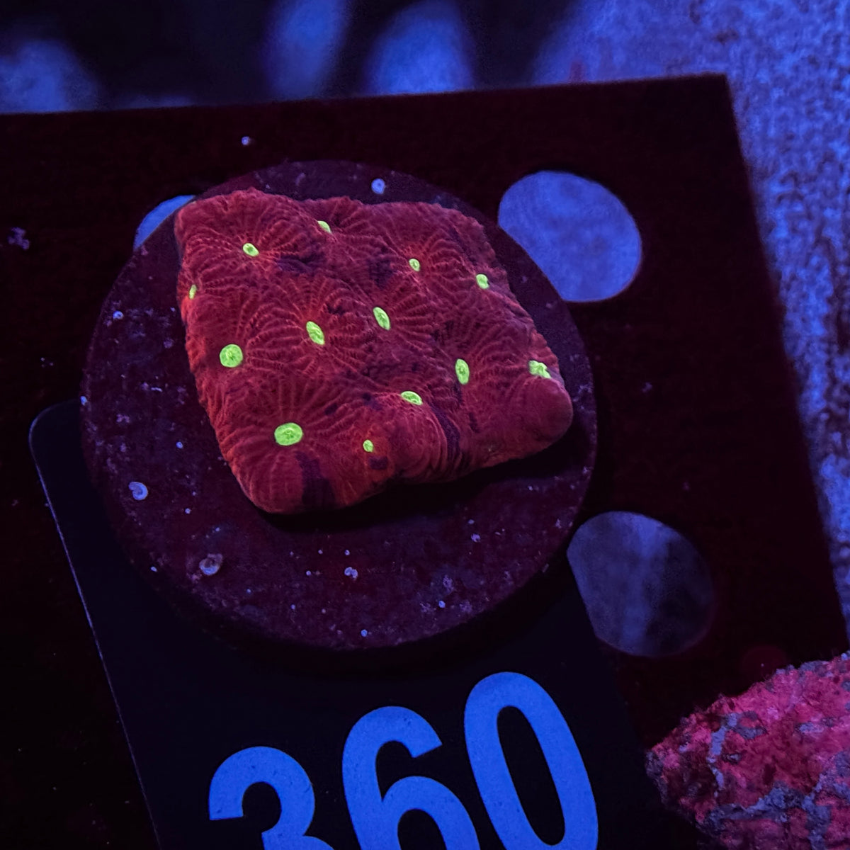 War Coral Favia
