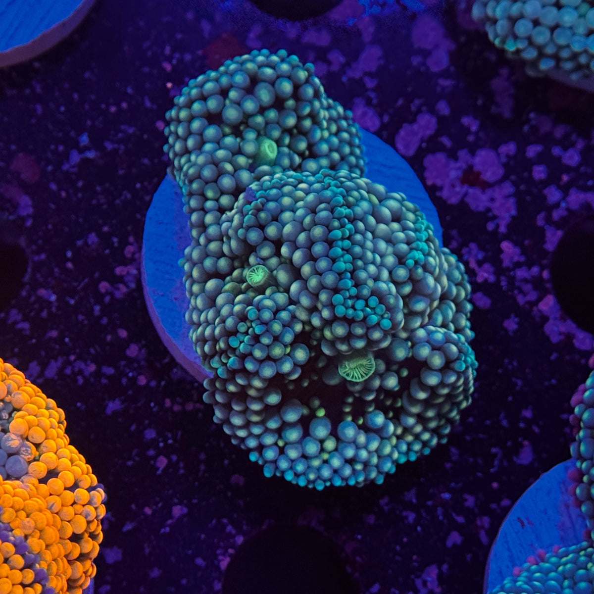 Blue Ricordea Mushroom