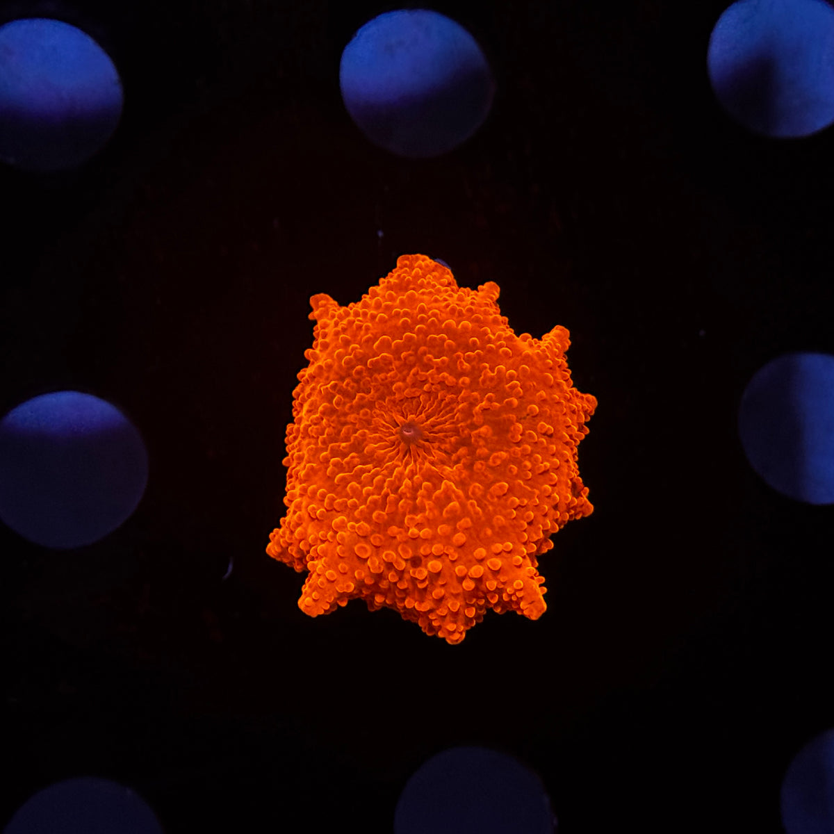 Neon Orange Discosoma Mushroom