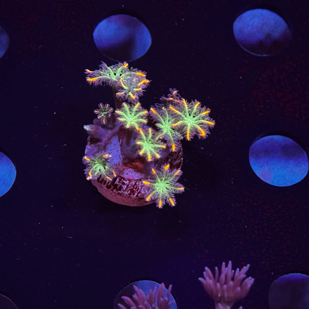 WWC Firework Clove Polyps