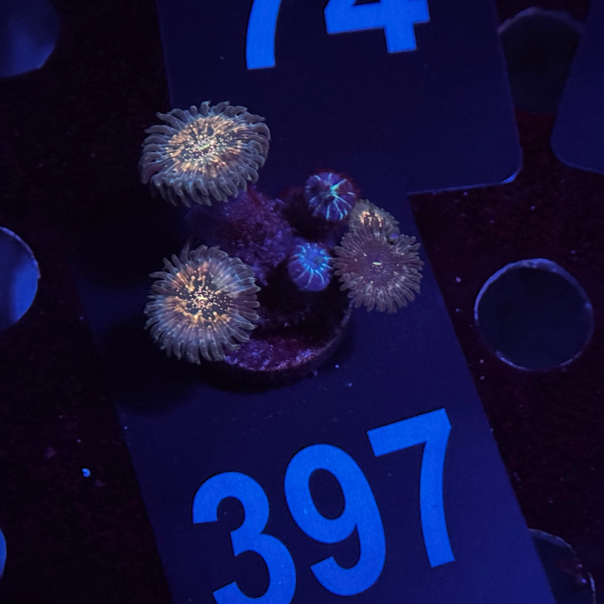Zoanthids
