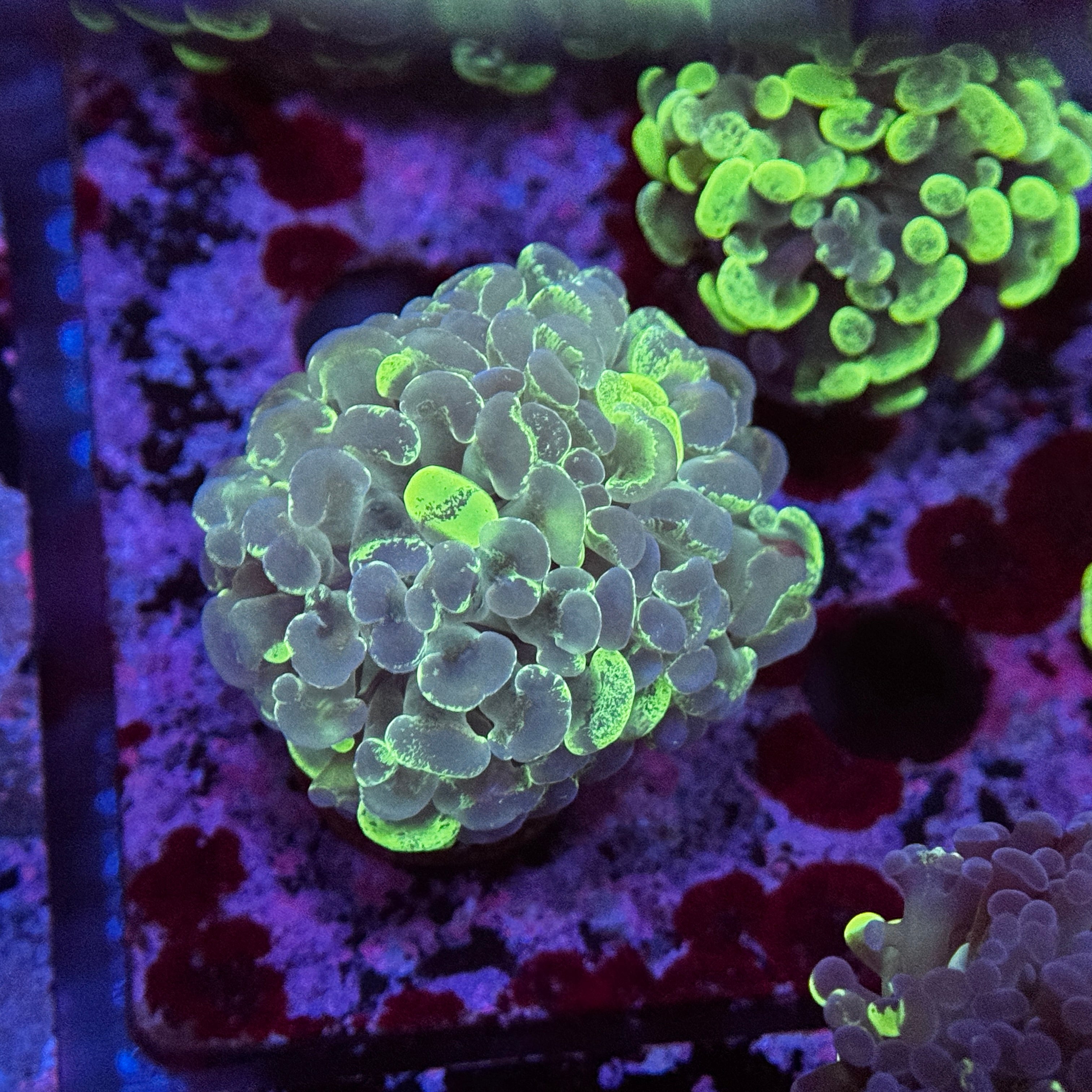 Green Splatter Hammer