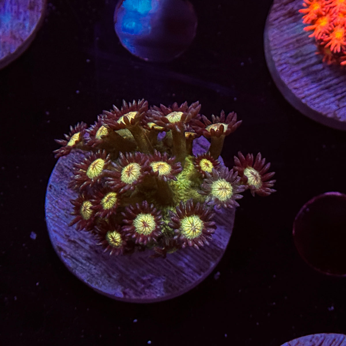 Glitter Goniopora