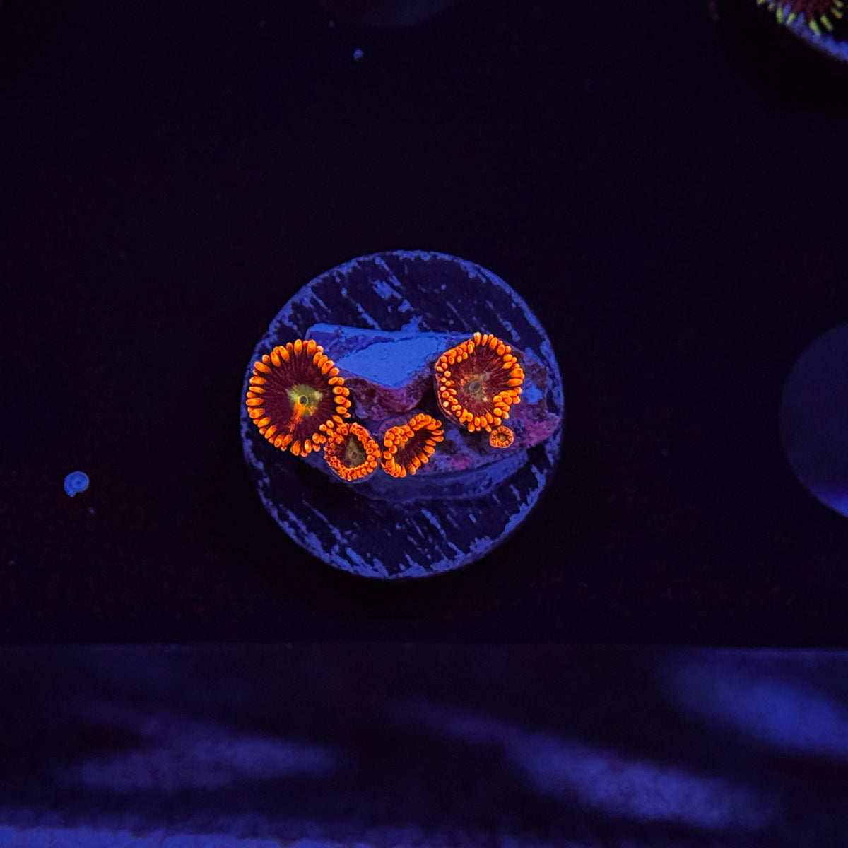 Zoanthids