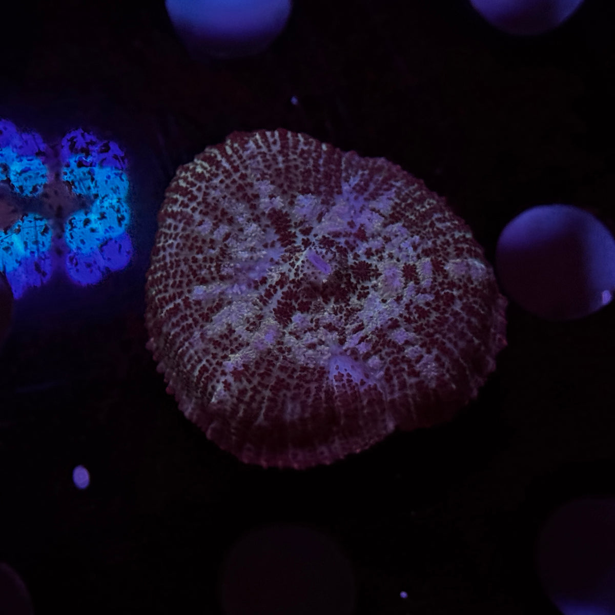 Ron Bergundy Rhodactus Mushroom