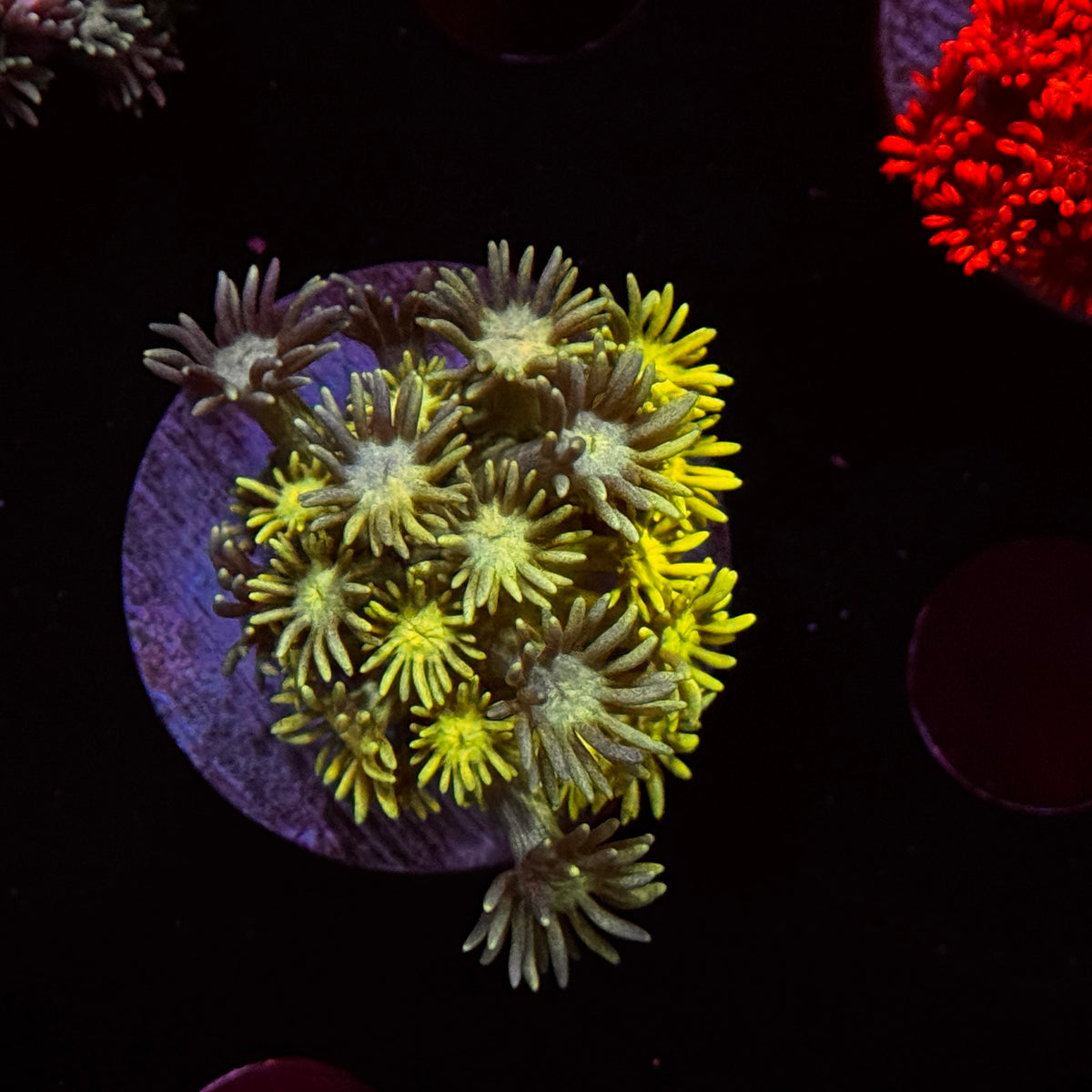Starburst Goniopora