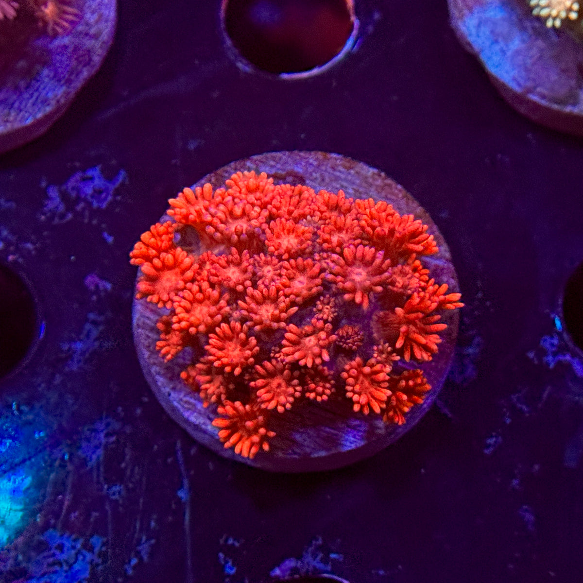 Ultra Red Goniopora