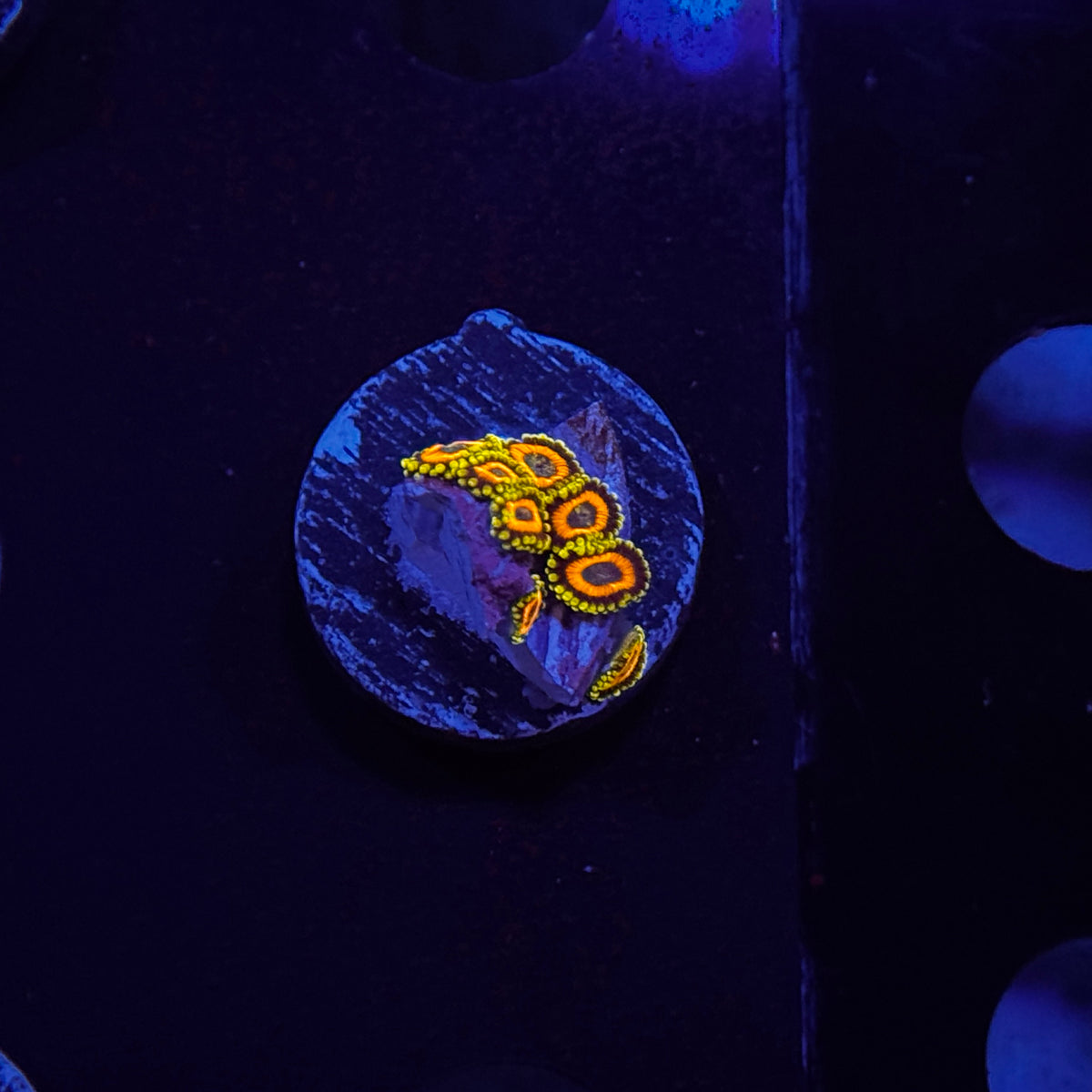 Zoanthids