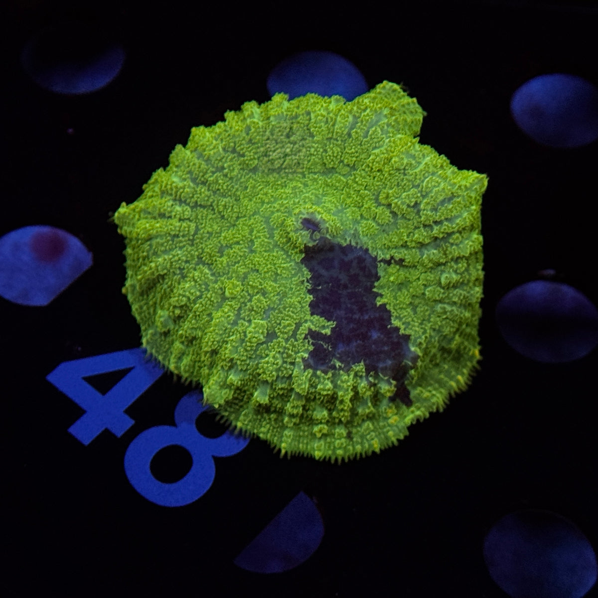 Kryptonite Rhodactus Mushroom