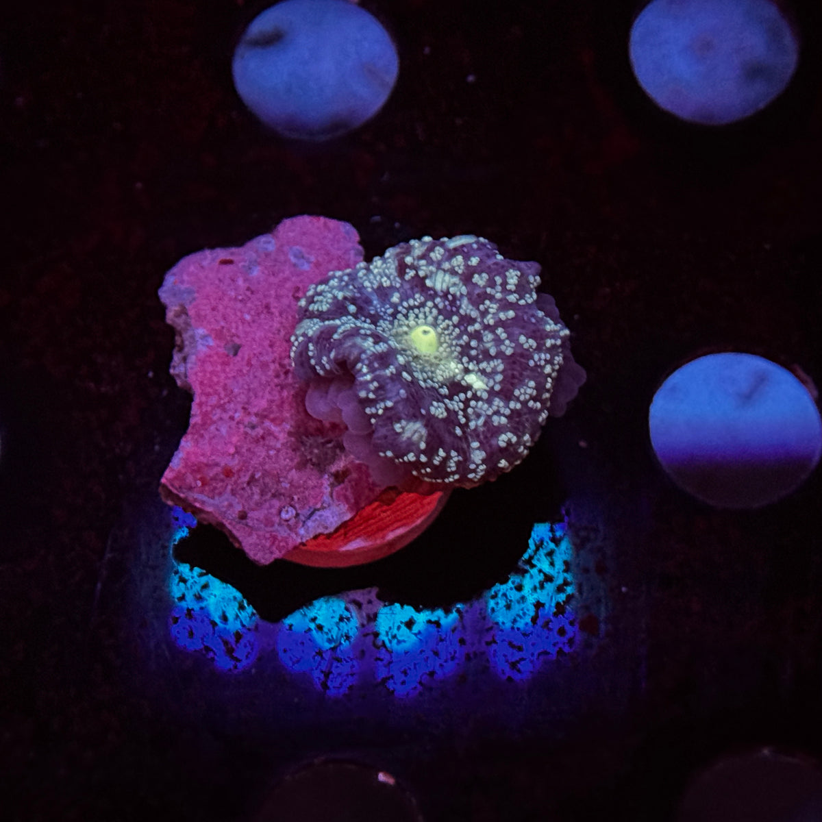 Cosmic Stardust Discosoma Mushroom
