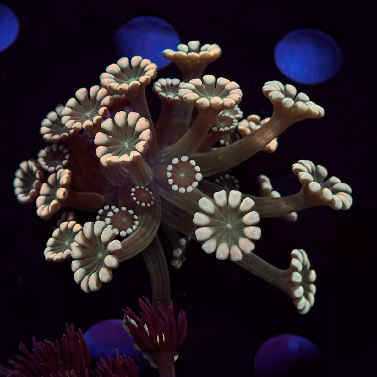 Rainbow Alveopora