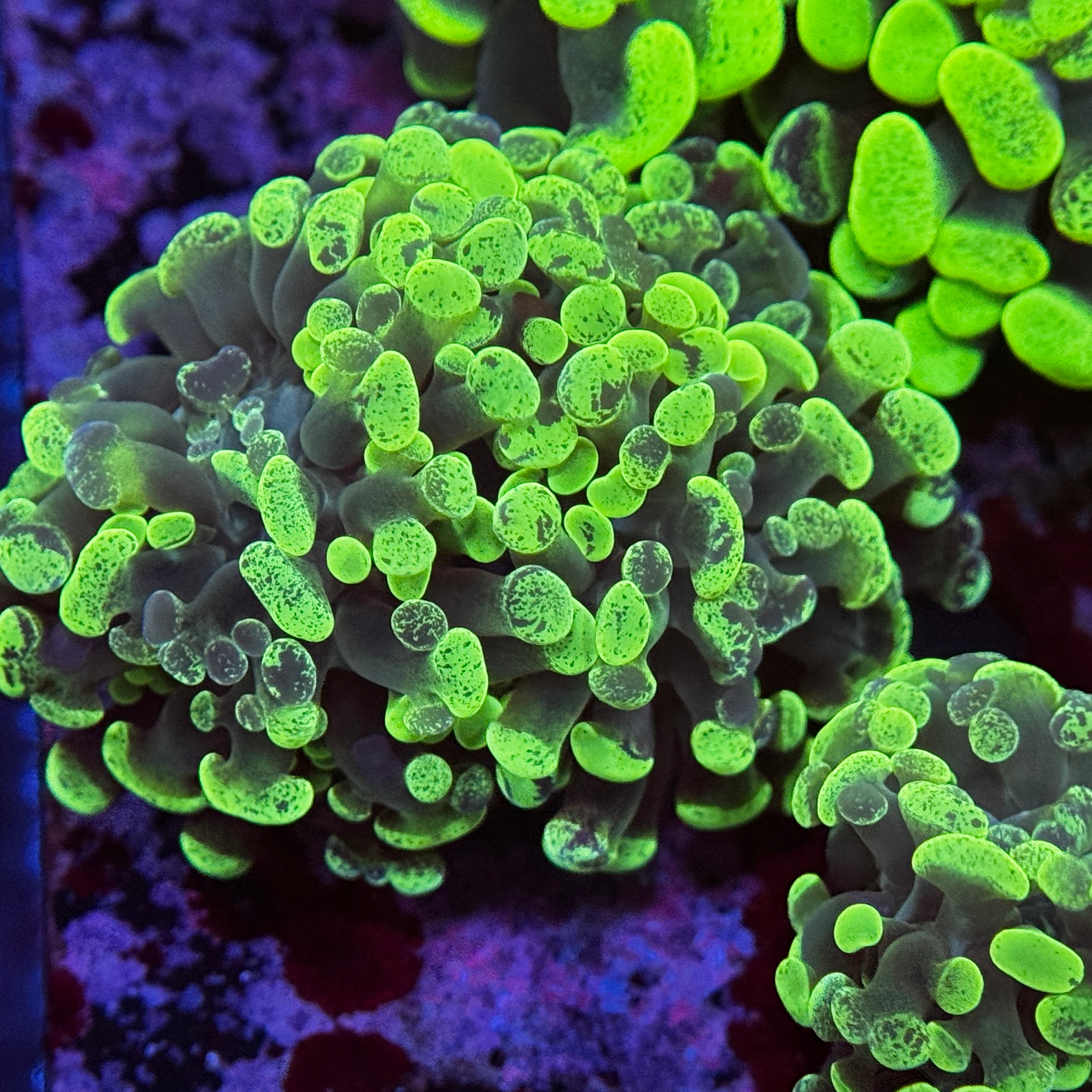 Green Splatter Hammer