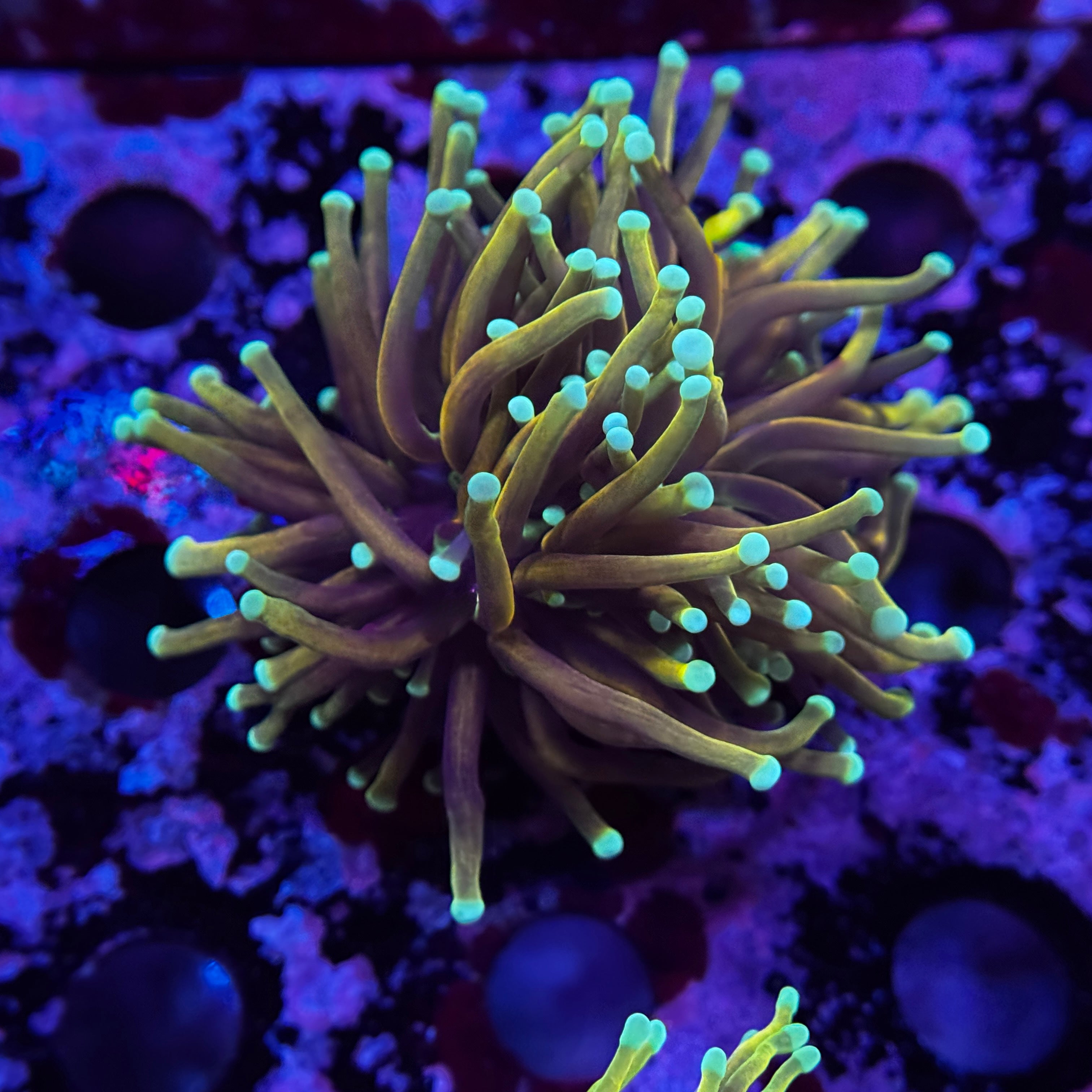 Indo Gold Torch