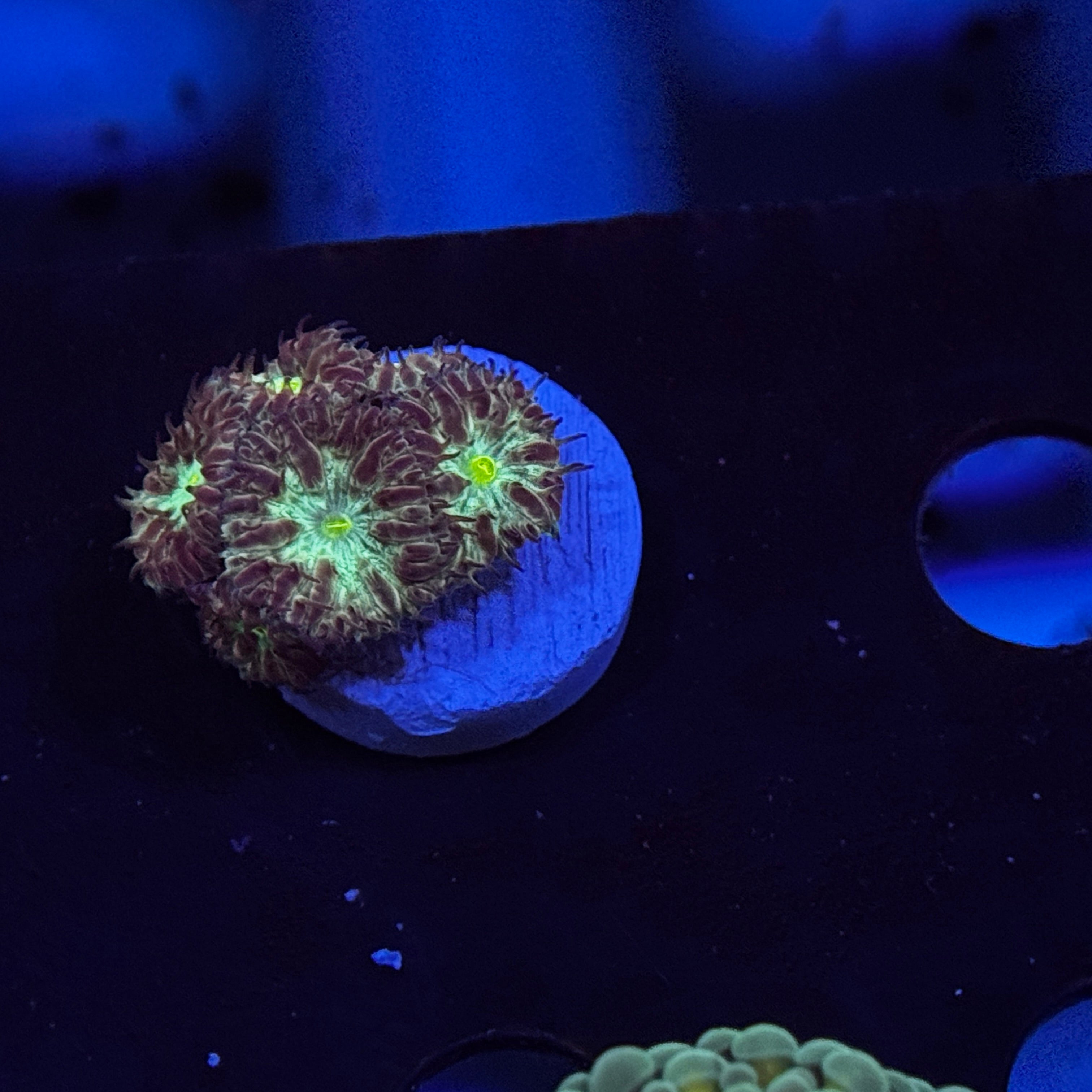Bronze Blastomussa Merletti