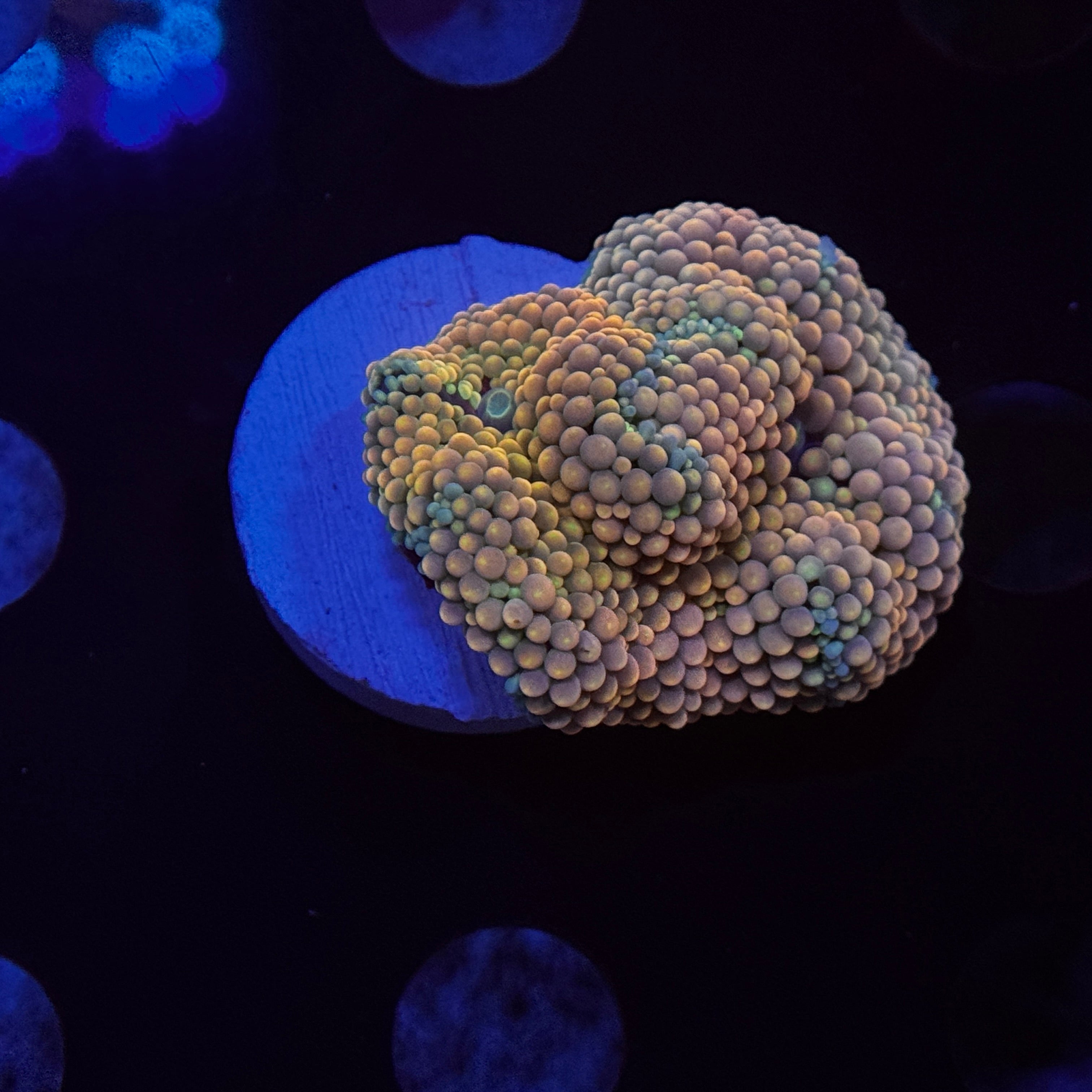 Ultra Peach Ricordea Mushroom
