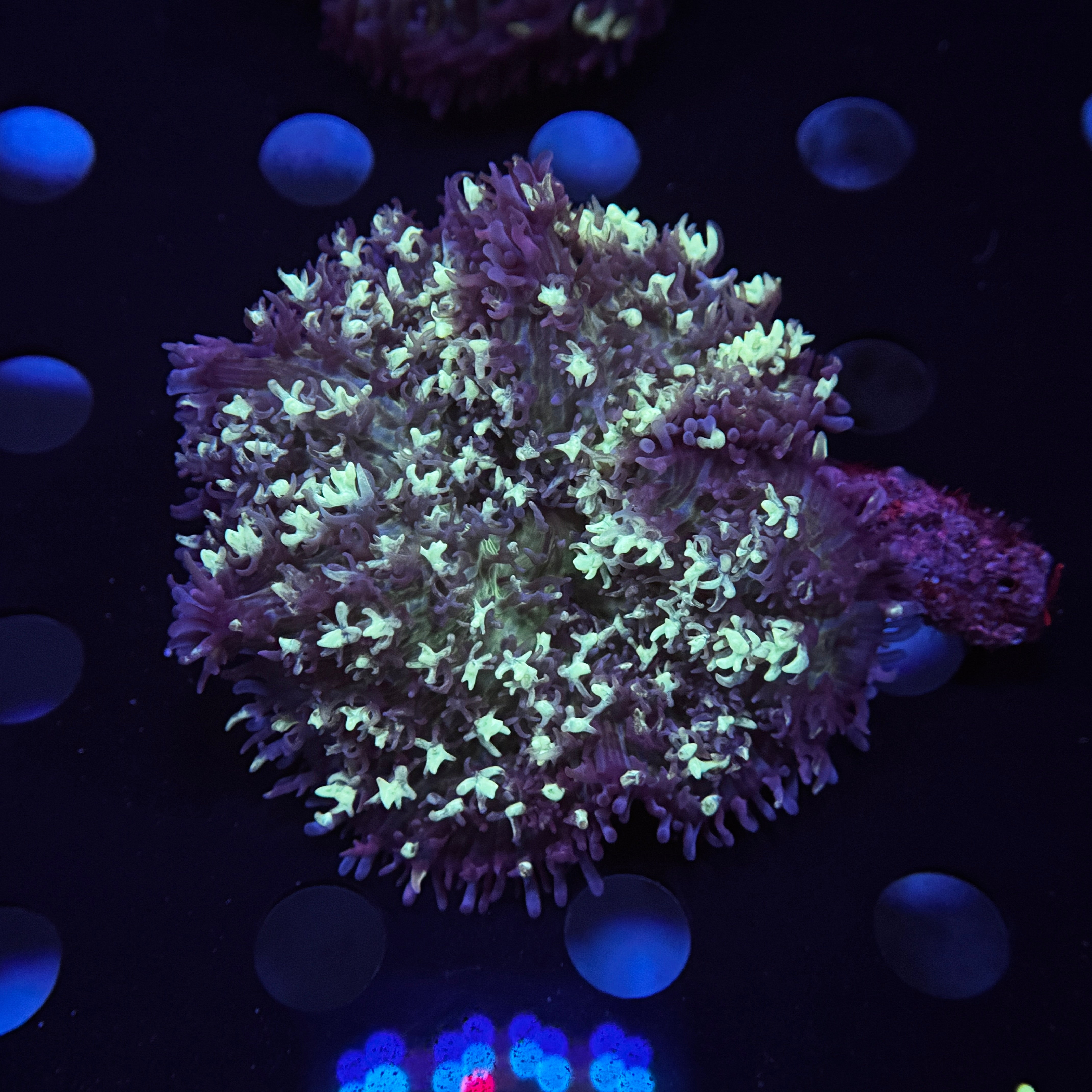 Kalidescope Fluffy Mushroom