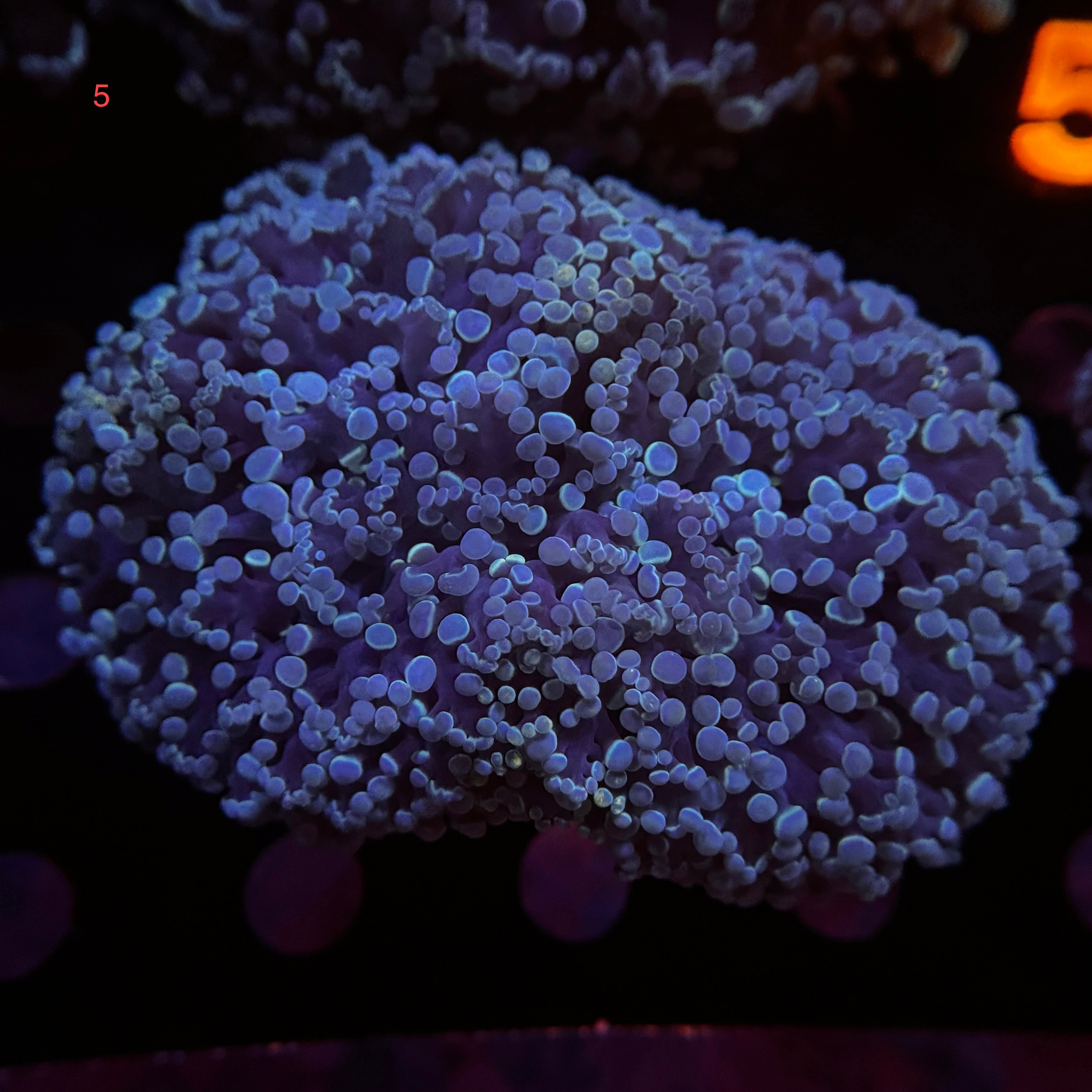 Australian Kingspawn <br> (Show Piece) 👑