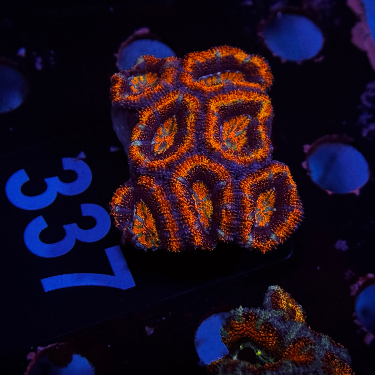 Burning Ember Acan Lord Cluster