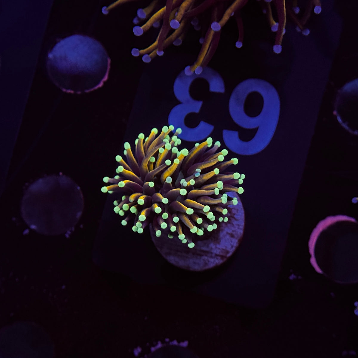Neon Tip Gold Torch